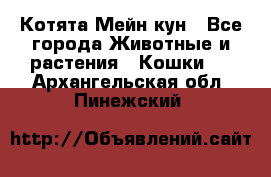 Котята Мейн кун - Все города Животные и растения » Кошки   . Архангельская обл.,Пинежский 